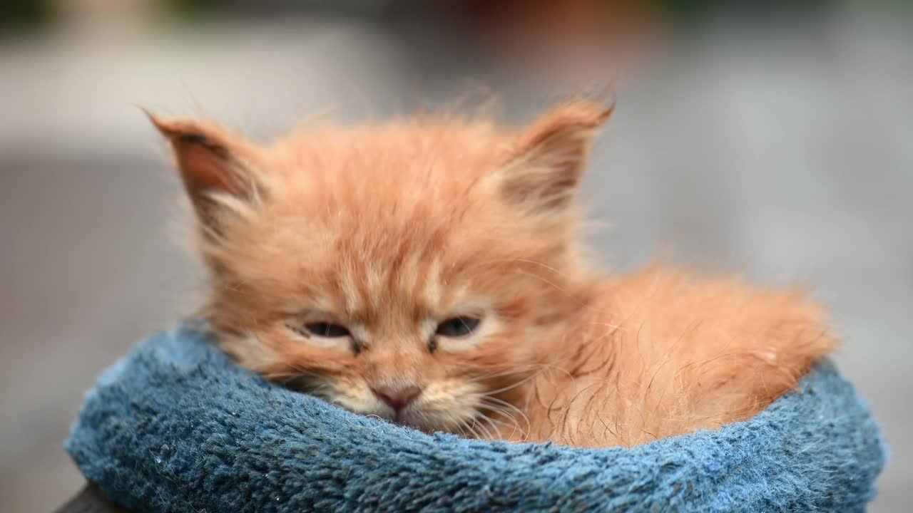 可爱毛茸茸的小猫舒适地躺在舒适的蓝色毯子上视频下载