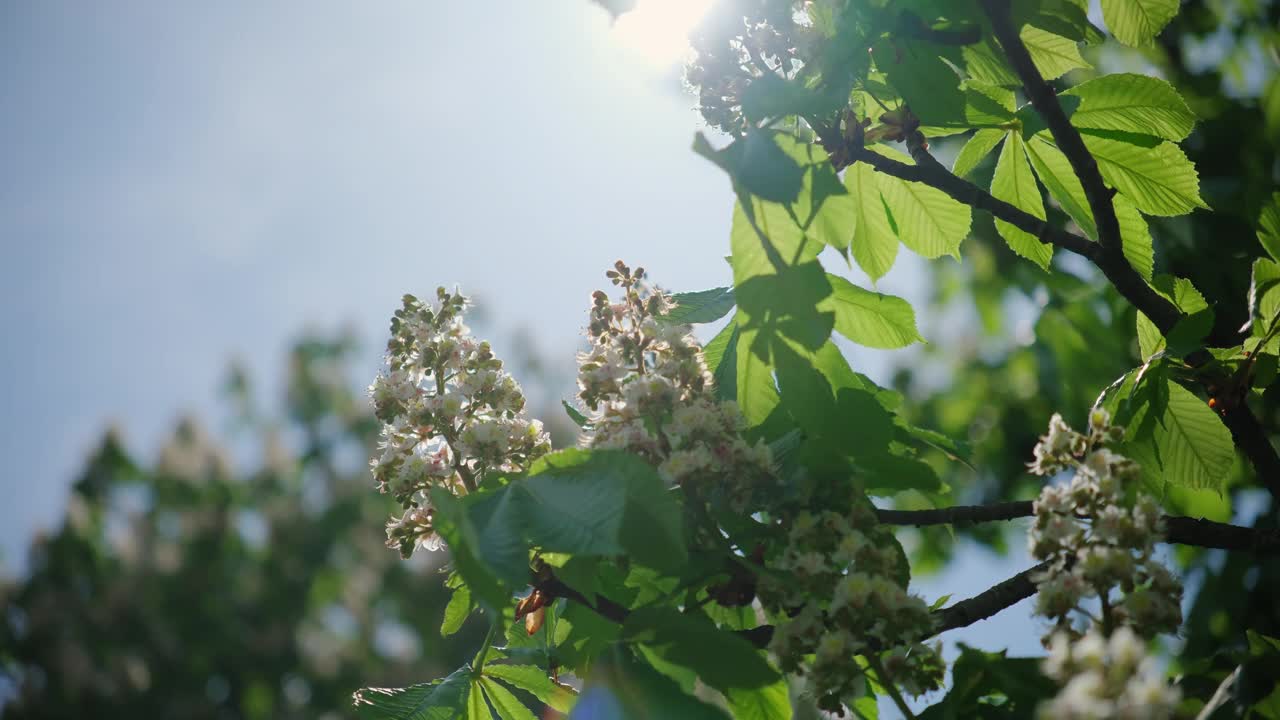 广阔的视野开花栗树与绿色的叶子在阳光明媚的春天视频素材