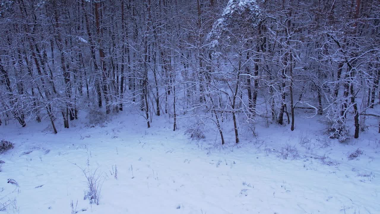 鸟瞰美丽的白雪皑皑的冬季森林。冬天雪地里的路。霜晨旅行概念背景。令人惊叹的冬季景象。圣诞节的主题。云杉覆盖视频下载