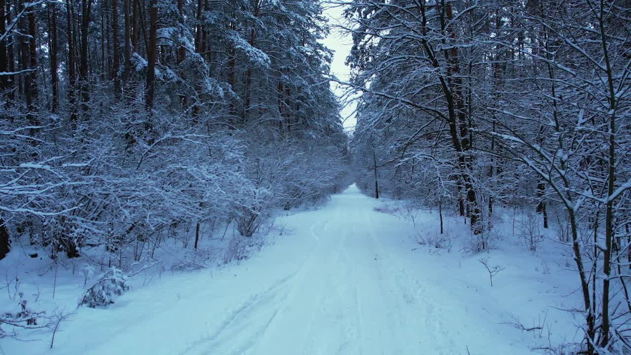 鸟瞰美丽的白雪皑皑的冬季森林。冬天雪地里的路。霜晨旅行概念背景。令人惊叹的冬季景象。圣诞节的主题。云杉覆盖视频下载