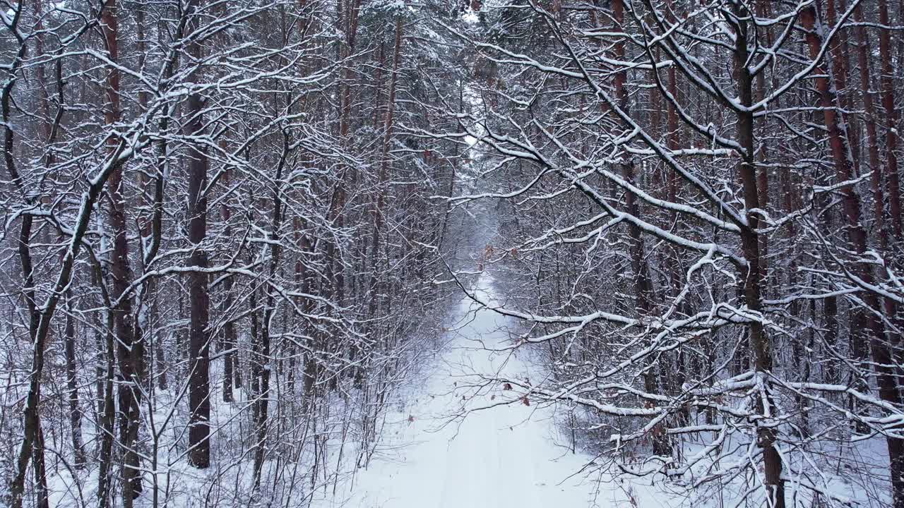 白雪覆盖着松树和冷杉树林。无人机鸟瞰图。圣诞节快到了。寒冷多霜的冬季自然背景。从上面看视频素材