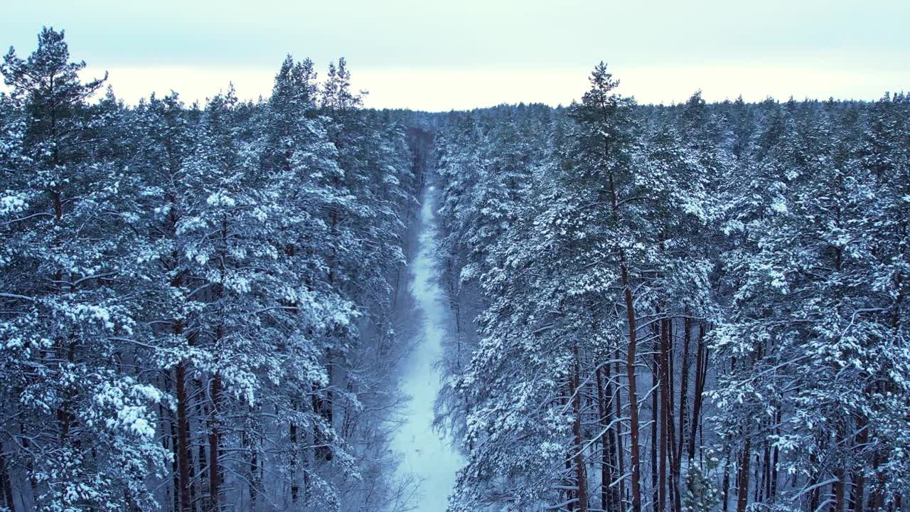 雪林中的滑雪道。户外活动和生态旅游。自然冬季背景。鸟瞰松树云杉覆盖的雪视频下载