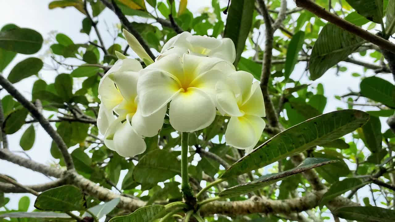 鸡蛋花盛开在树上，温泉花开。calachuchi花视频下载