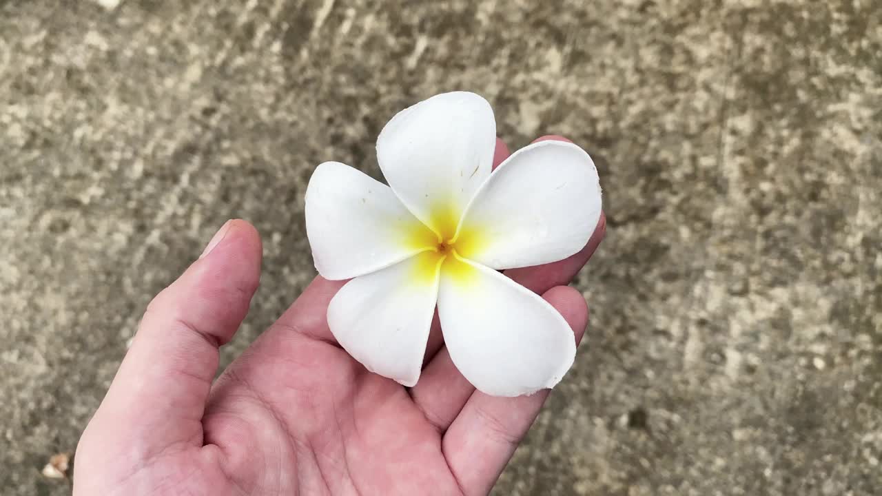 白色的鸡蛋花在灰色的背景上。温泉花，葫芦花视频下载