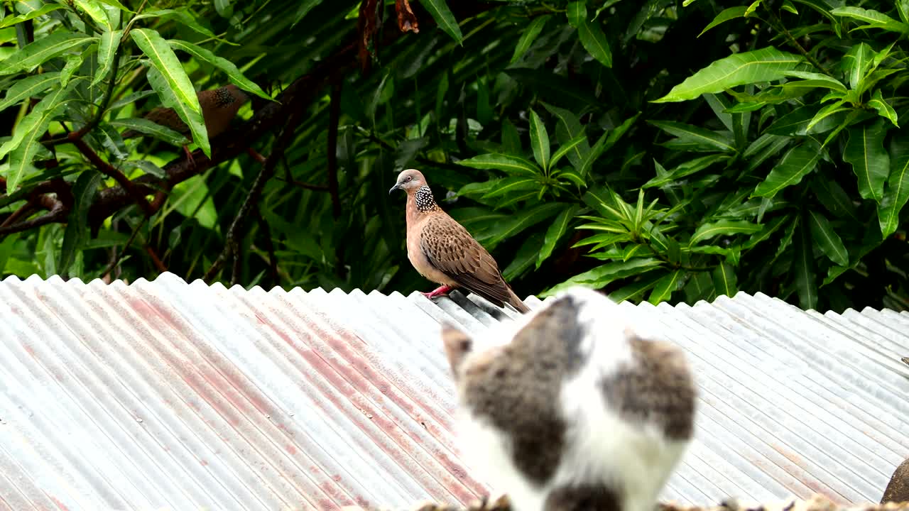 迷离的猫在伏击鸽子视频下载