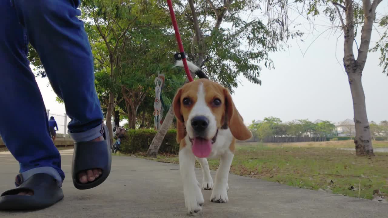 宠物主人和小猎犬在公园里散步、跑步、玩耍。慢镜头视频下载