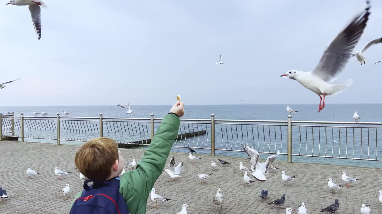 小男孩手里拿着面包喂海鸥。许多海鸥飞蓝天视频下载