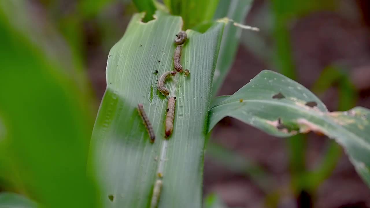 秋粘虫对玉米或玉米作物的攻击。视频素材