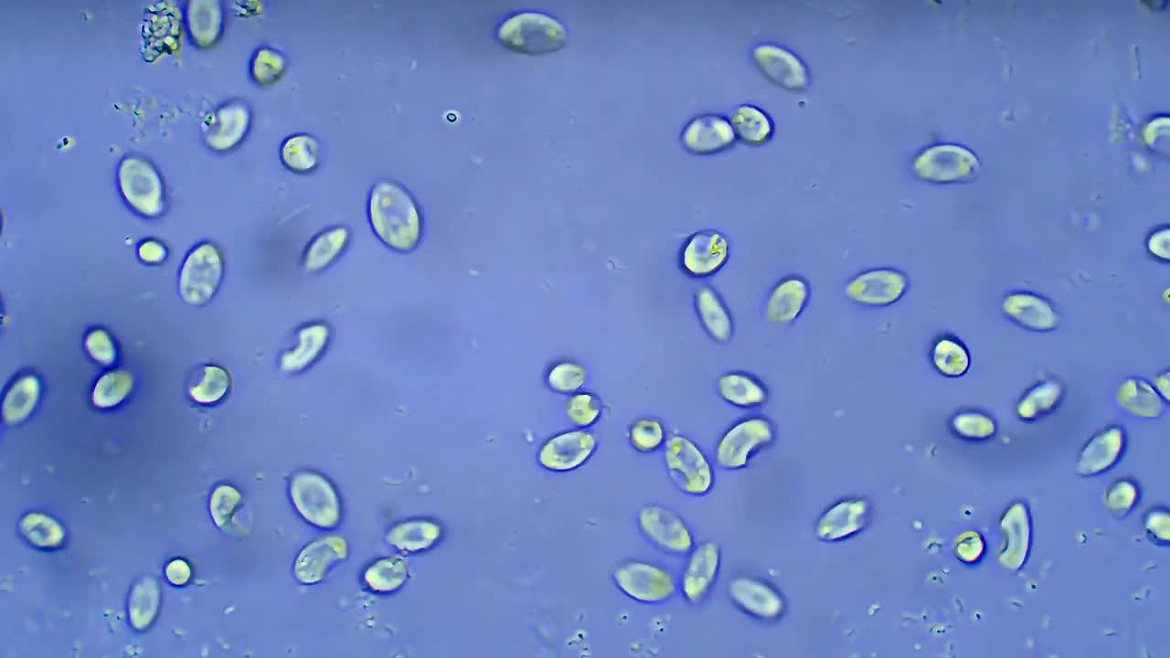 纤毛虫，放大40倍视频素材