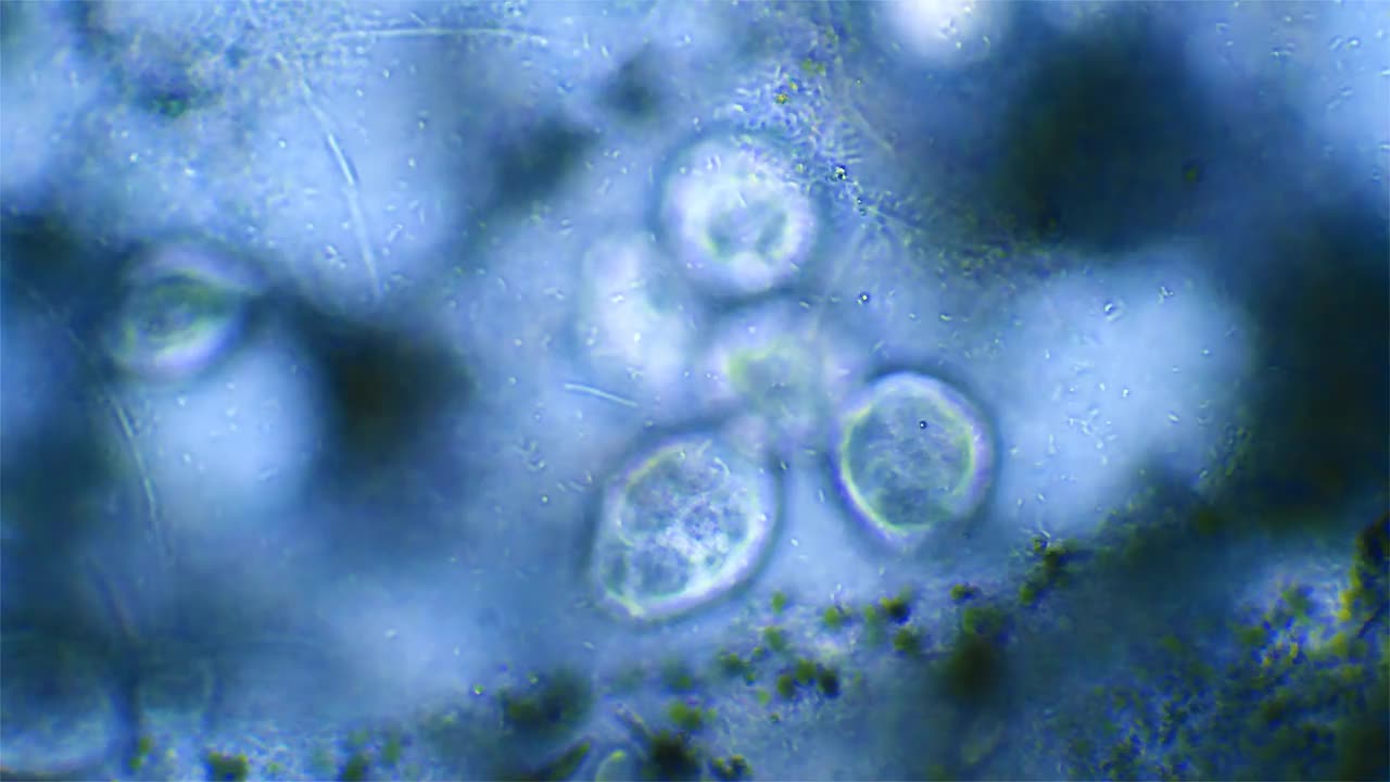 微生物Vorticella，放大40倍视频素材