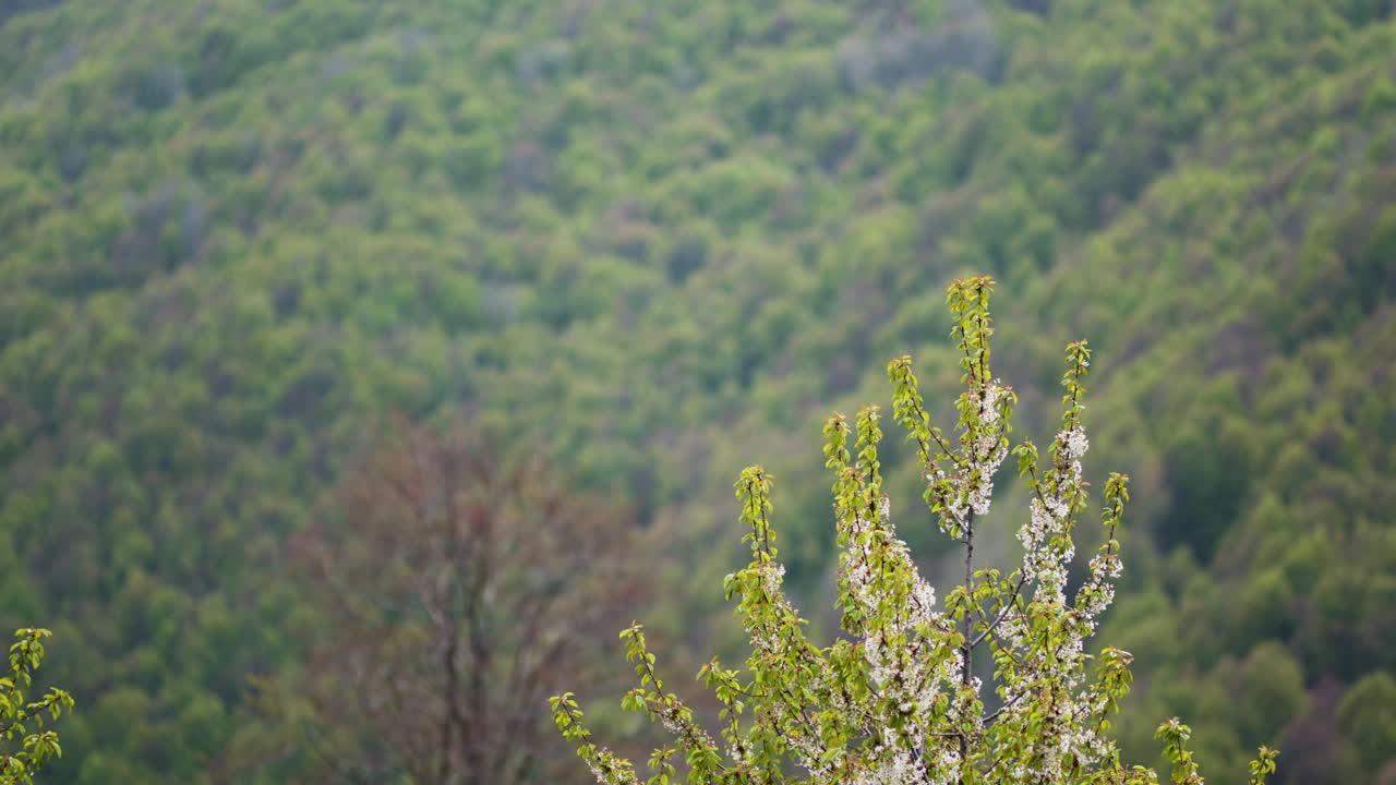 在春天，一棵盛开的树在郁郁葱葱的绿色山林背景下，展现了大自然的美丽和宁静。视频素材