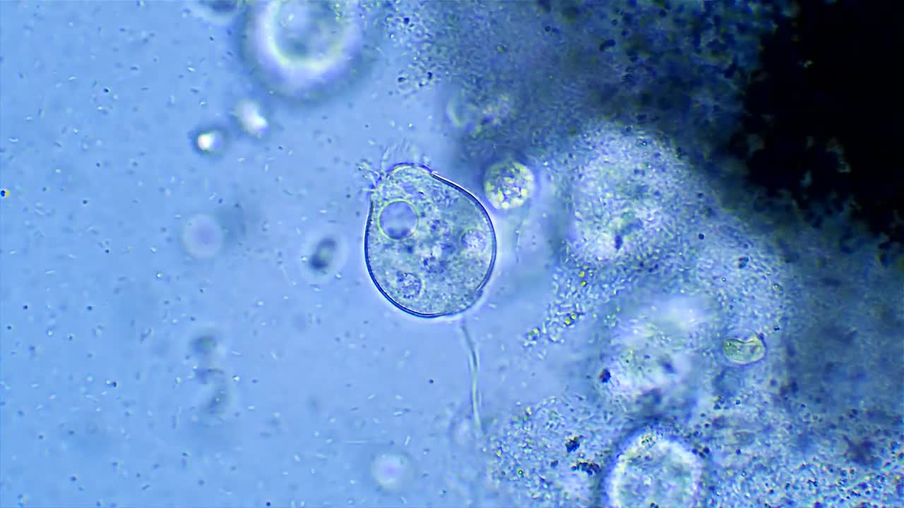 微生物Vorticella，放大40倍视频下载