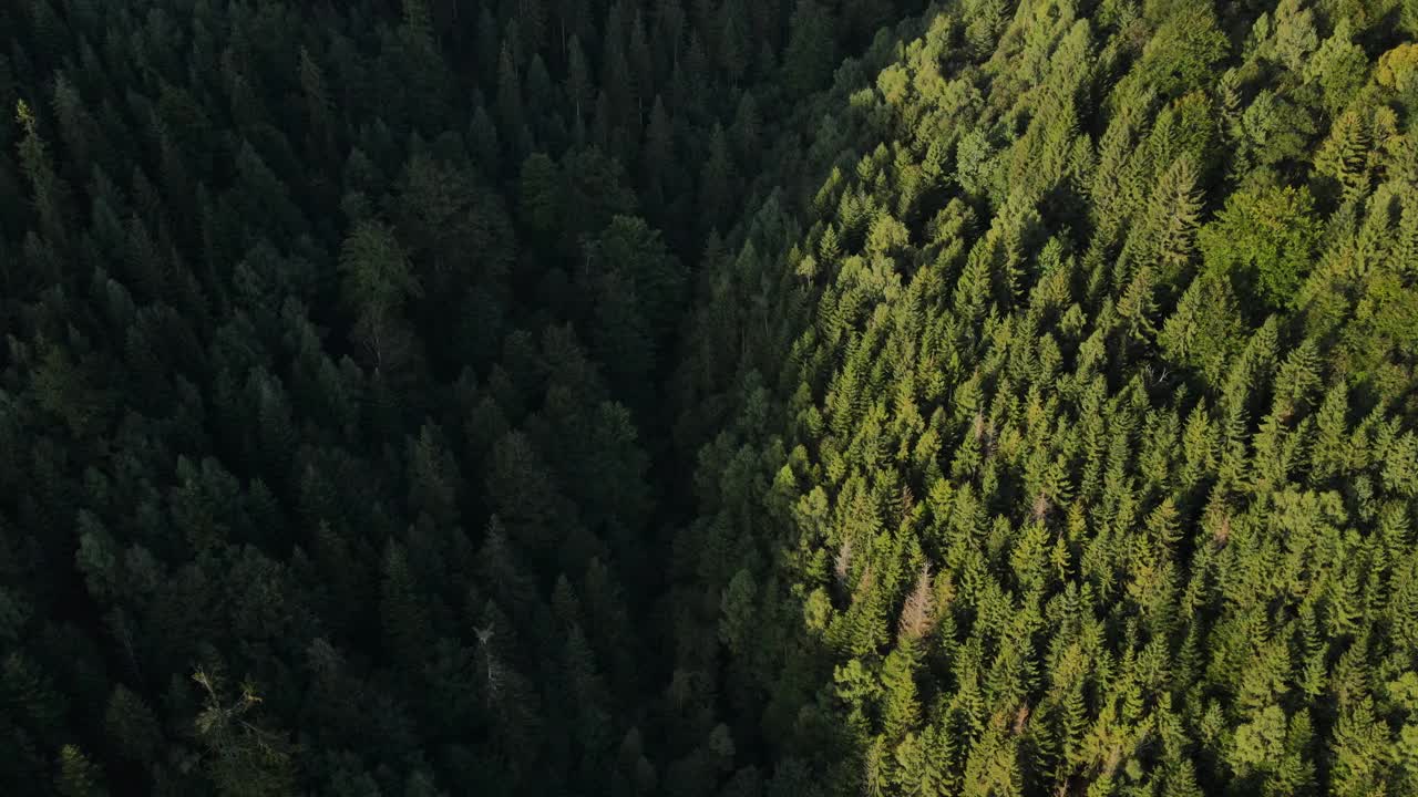 空中无人机看到雄伟的早晨云杉森林在山区。开放的头脑。放松的无声概念。希望的梦想。绿色落叶和常绿乔木。户外生活方式，健康新鲜空气视频下载