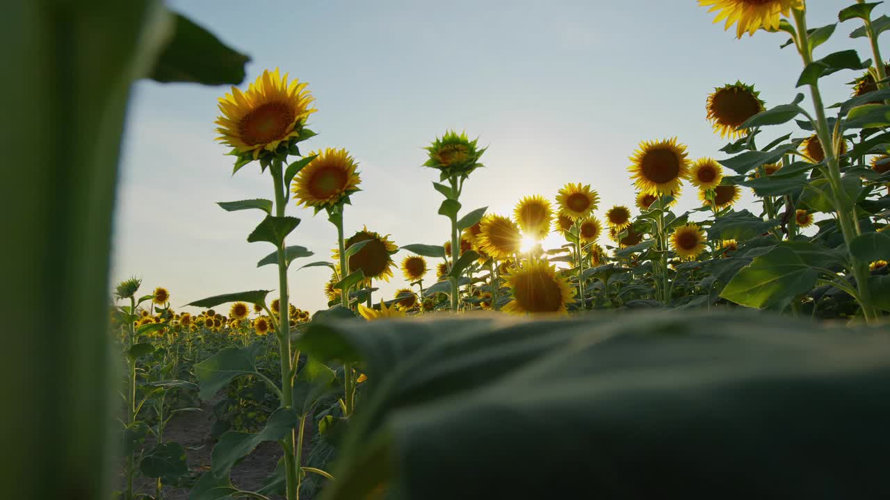 农业黄花向日葵植物在阳光下的农田视频素材