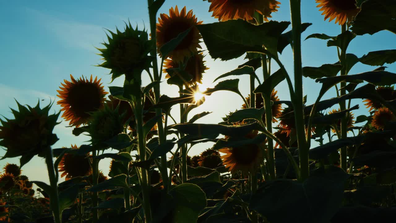 农业黄花向日葵植物在阳光下的农田视频素材