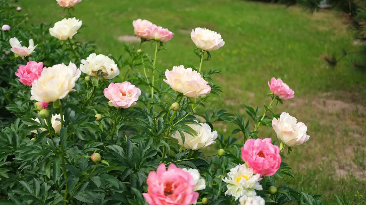 粉红色的牡丹生长，模糊的叶子背景。轻轻的鲜花丛。园艺,园林绿化。植物护士广告。产品宣传背景。花店。绿色的家庭花园。景观设计。路径视频素材