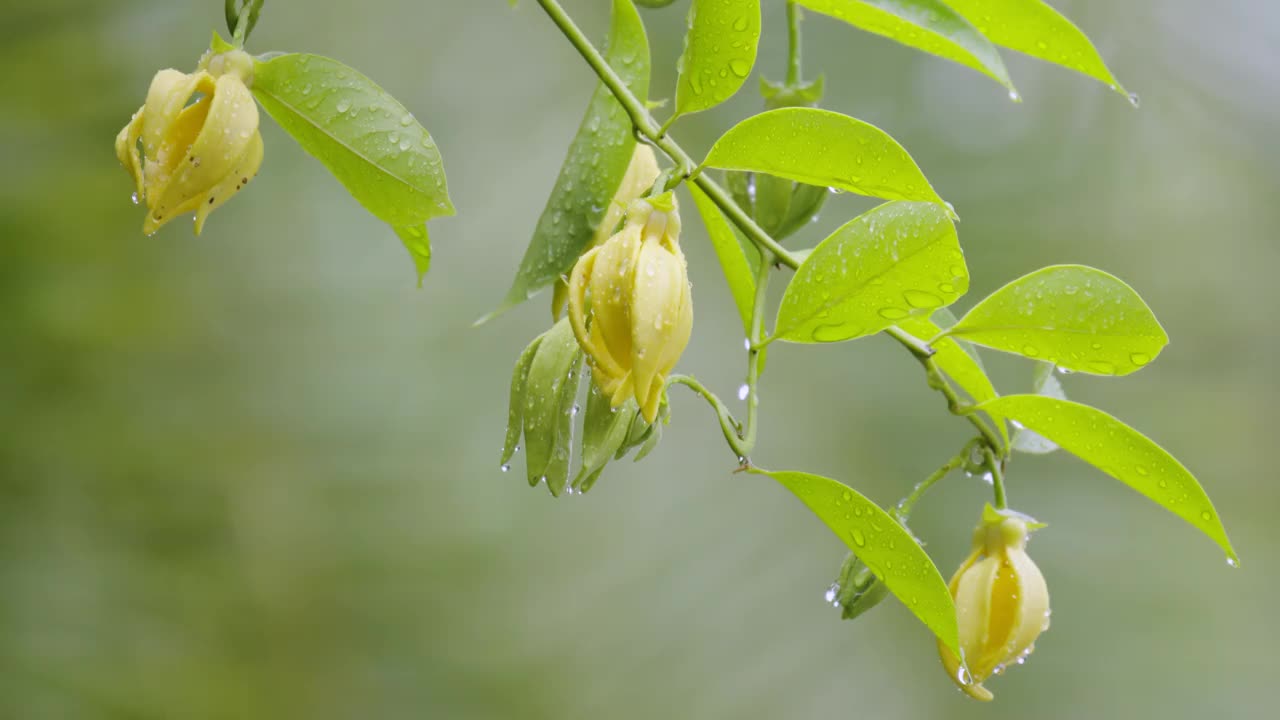 黄花在风中飘动。视频下载