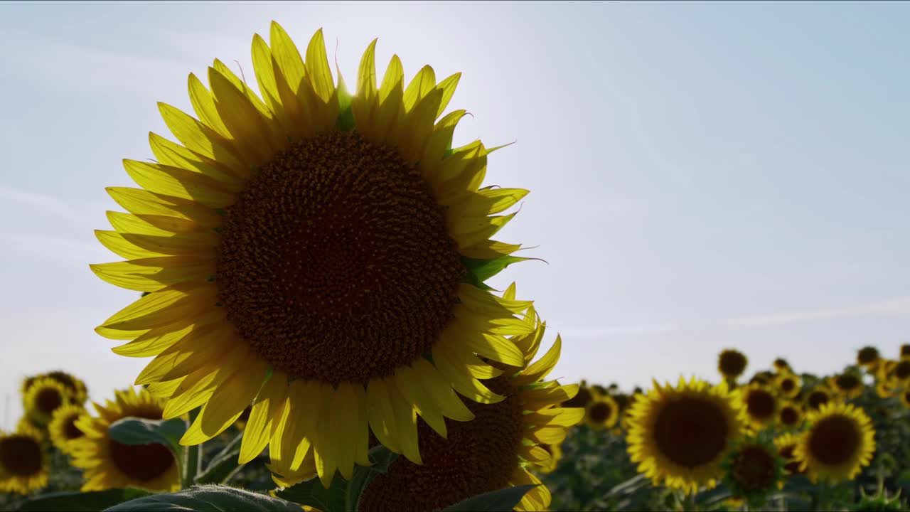 农业黄花向日葵植物在阳光下的农田视频素材