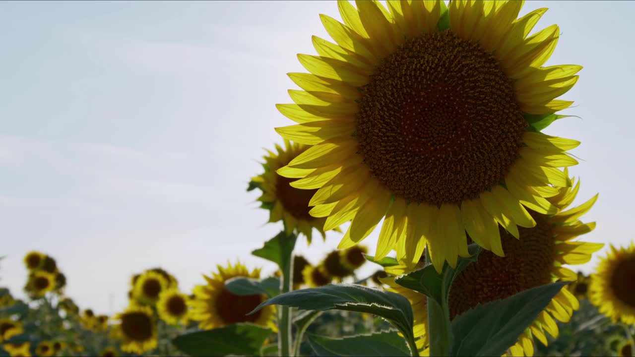 农业黄花向日葵植物在阳光下的农田视频素材