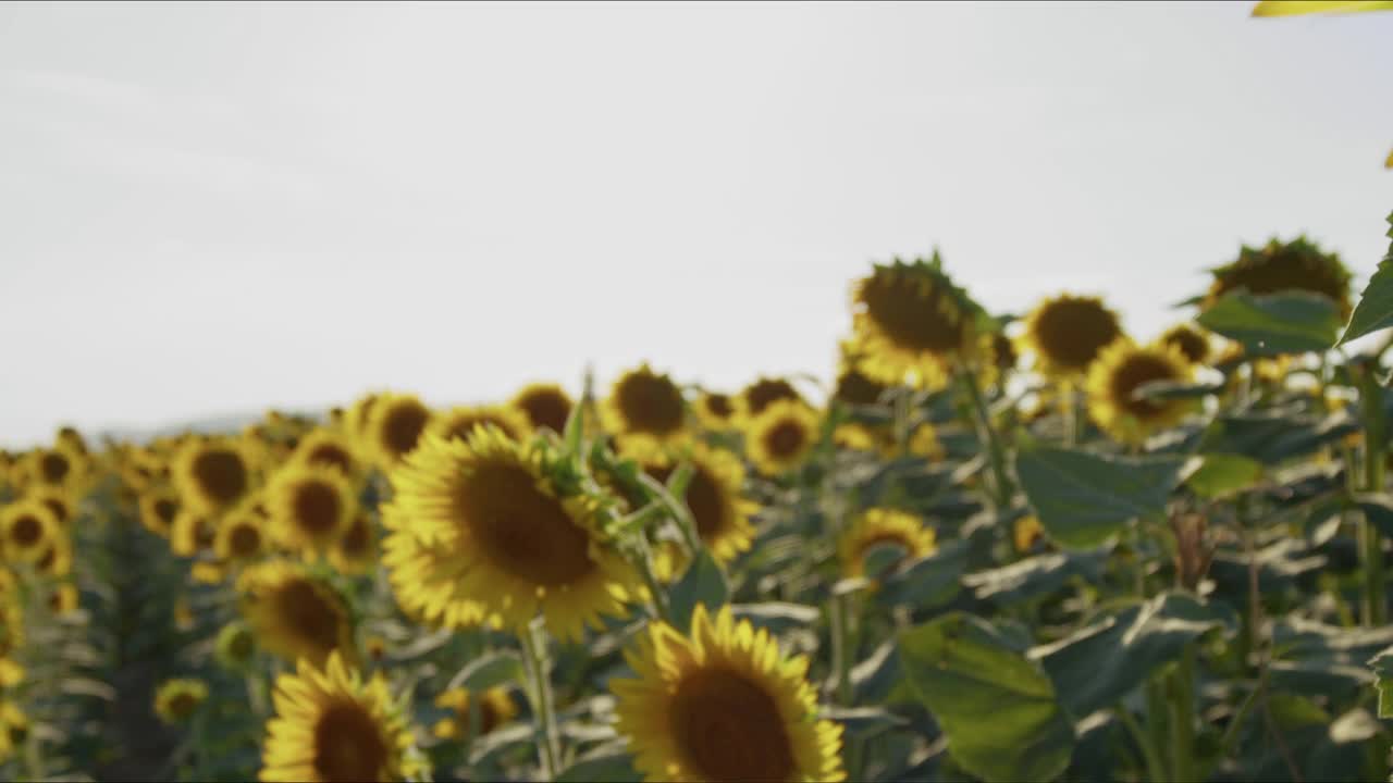 农业黄花向日葵植物在阳光下的农田视频素材