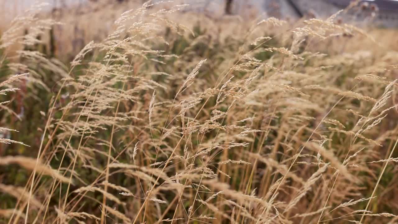 高大的黄野草视频下载