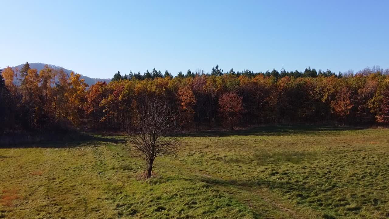 风景优美的秋天景观，在开阔的田野里，树叶和孤树生机勃勃视频下载