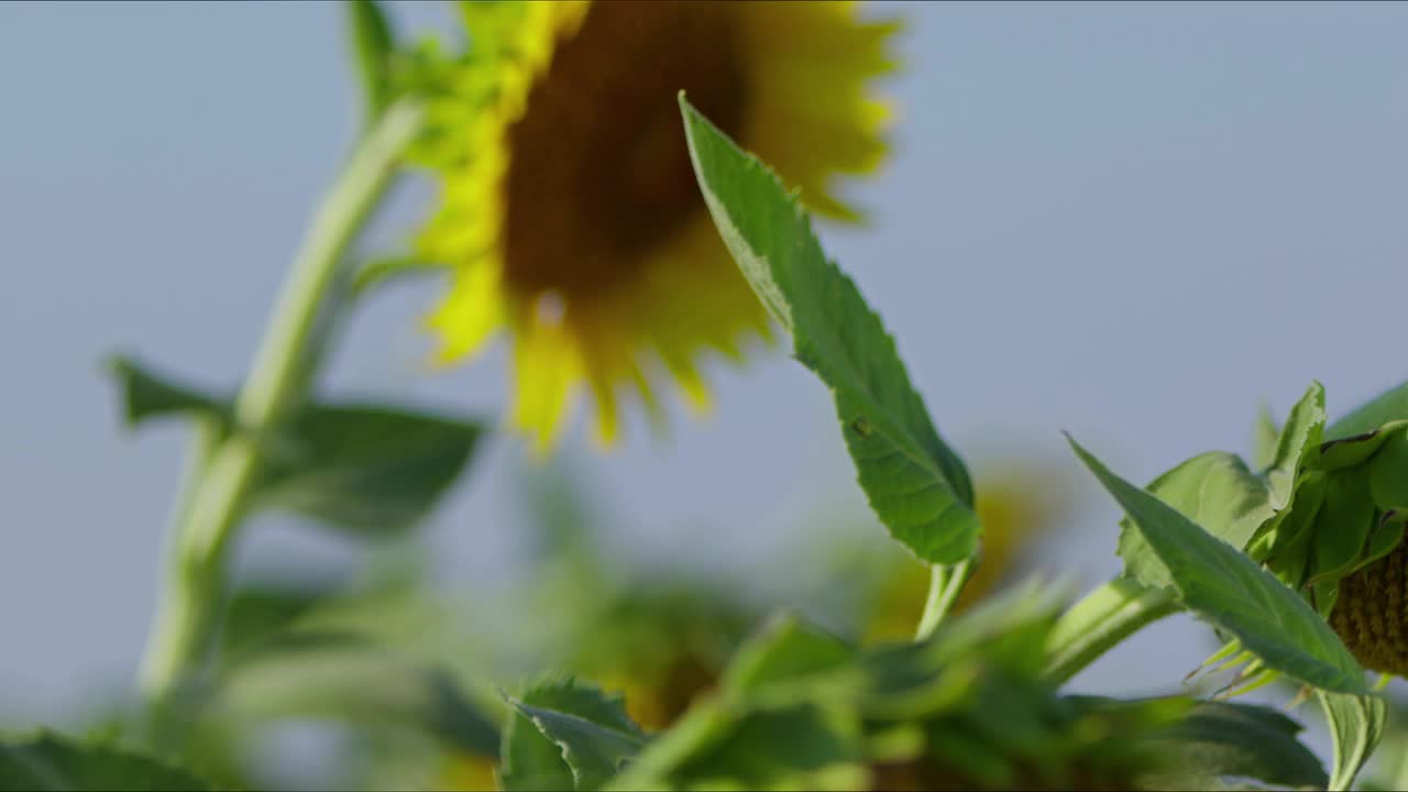 农业黄花向日葵植物在阳光下的农田视频素材