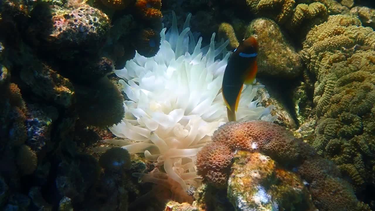 小丑鱼(Amphiprion bicinctus)是一种共生海鱼，栖息在红海的珊瑚礁中视频下载