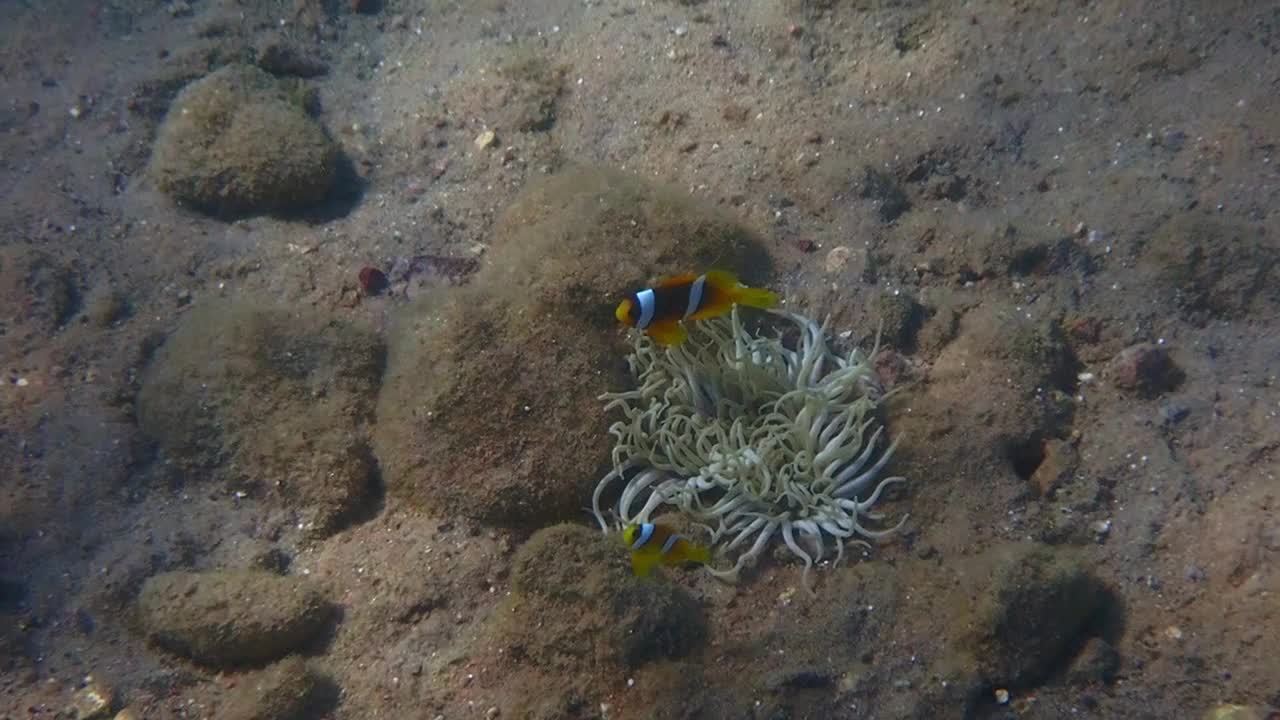 小丑鱼的一个变种(Amphiprion bicinctus)生活在珊瑚礁中，属于小丑鱼科视频下载