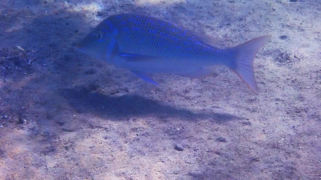 红海重要的商业鱼类视频下载