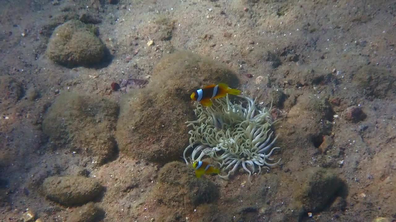 小丑鱼的一个变种(Amphiprion bicinctus)生活在珊瑚礁中，属于小丑鱼科视频素材