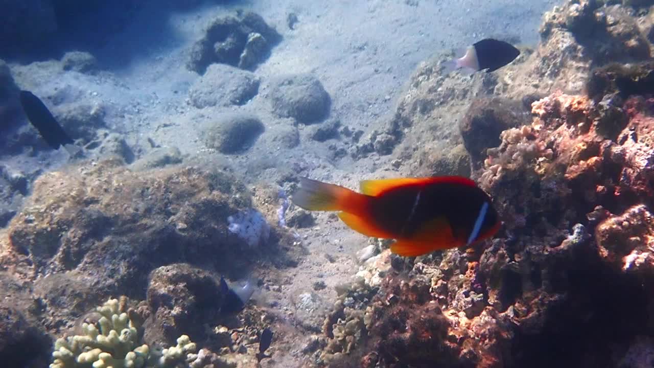 小丑鱼(Amphiprion bicinctus)生活在珊瑚礁中，属于红海小丑鱼科视频素材