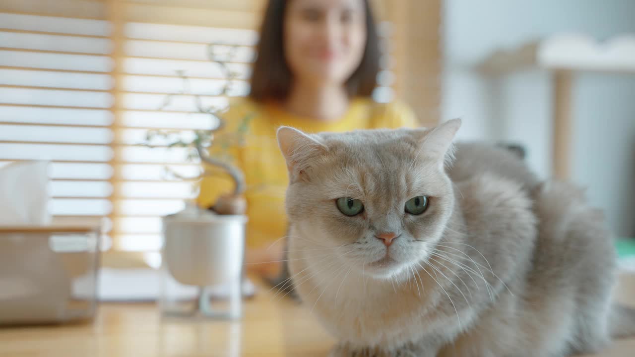 和她的英国短毛猫在家工作的女性自由职业者视频下载