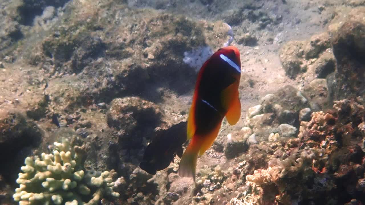 小丑鱼(Amphiprion bicinctus)栖息于珊瑚礁，属于小丑鱼科视频下载