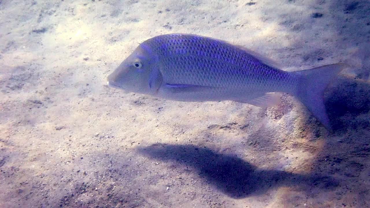 金光皇帝，学名为Lethrinus nebulosus，属于红海Lethrinidae视频下载