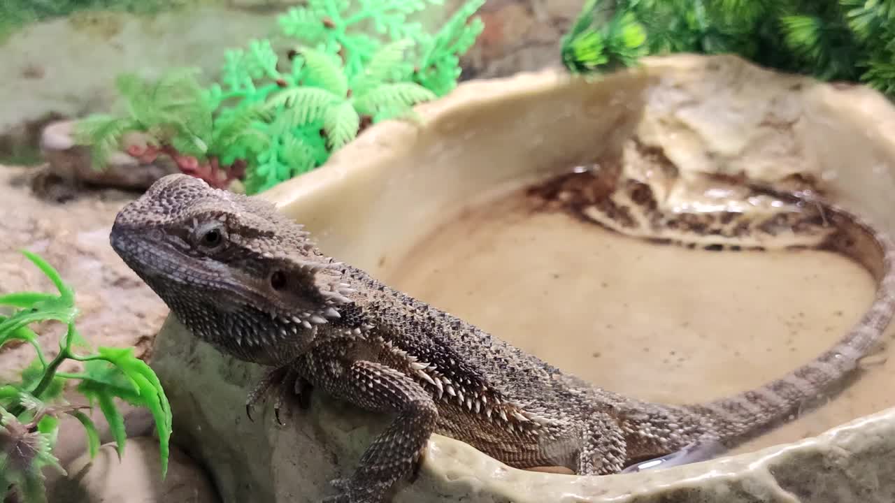 水族箱中的中央胡须龙视频下载