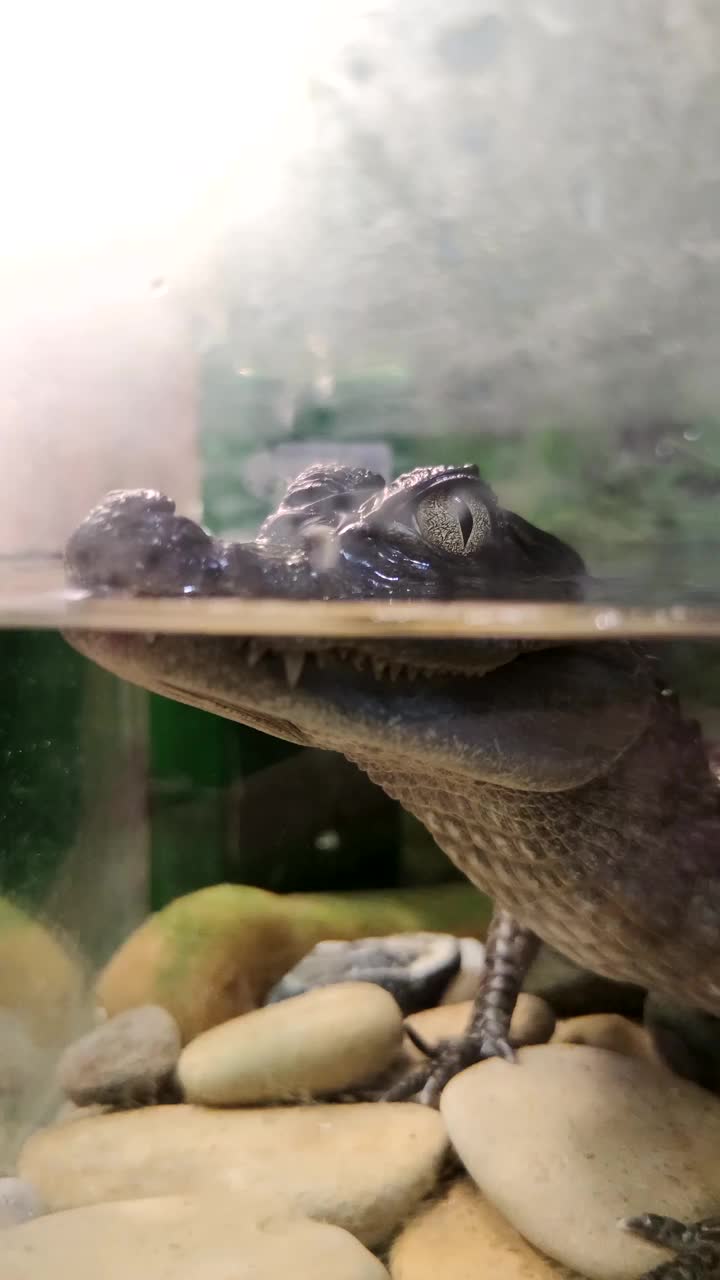 在水族箱里的光滑的凯门鳄视频素材