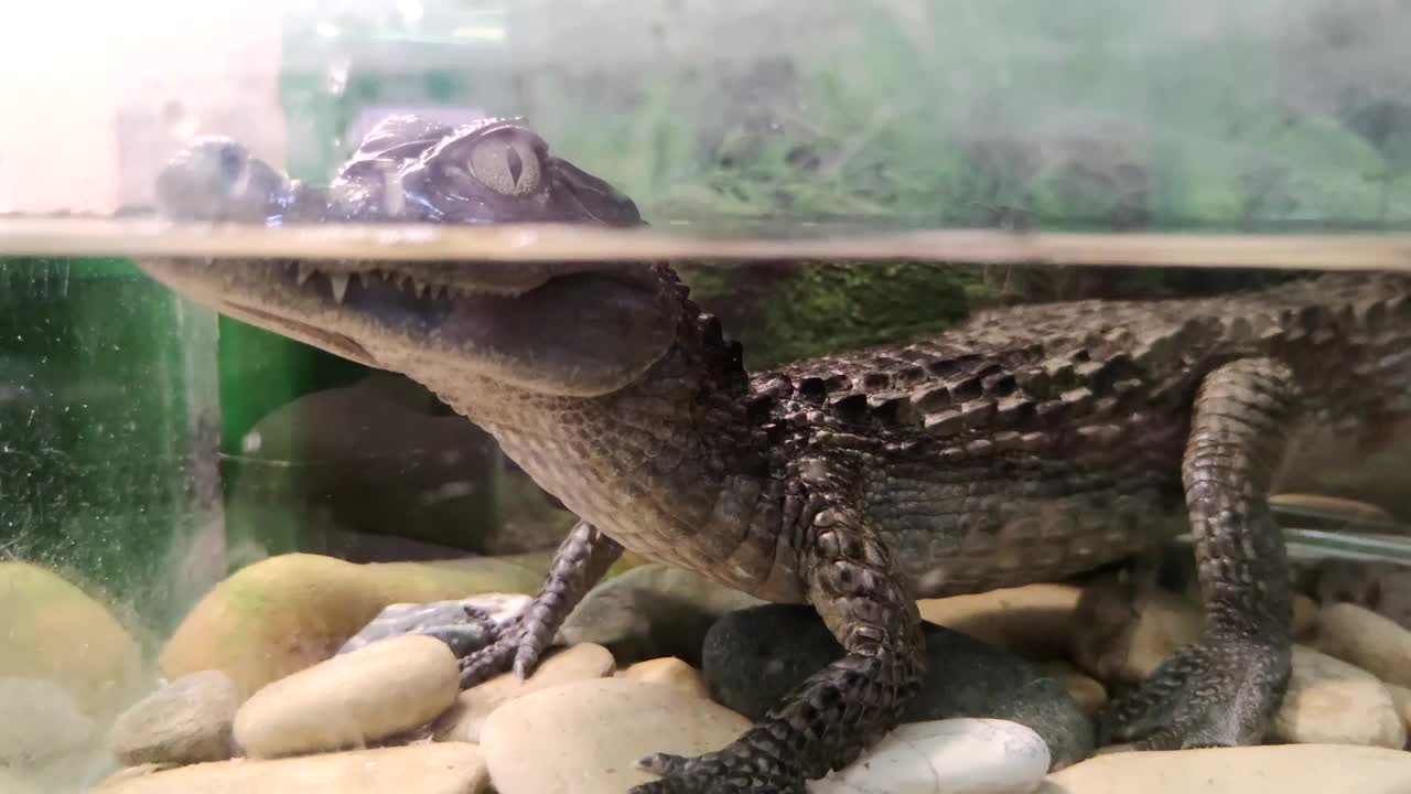 在水族箱里的光滑的凯门鳄视频下载