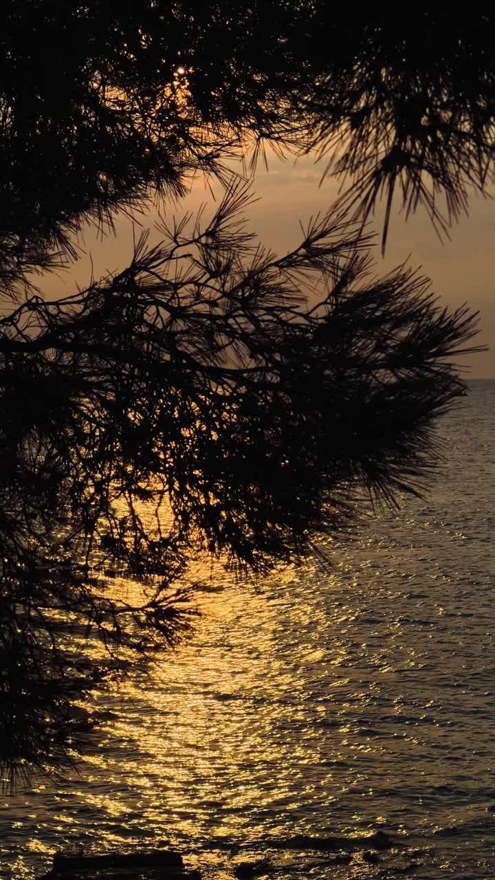 冷杉树枝映衬着夕阳在海面上的鲜明倒影视频下载