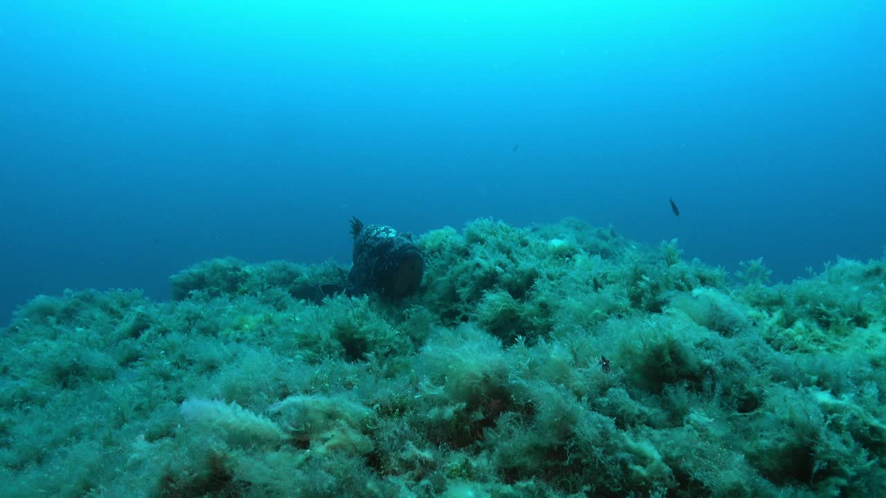 大石斑鱼在深蓝色的海水中游泳视频下载