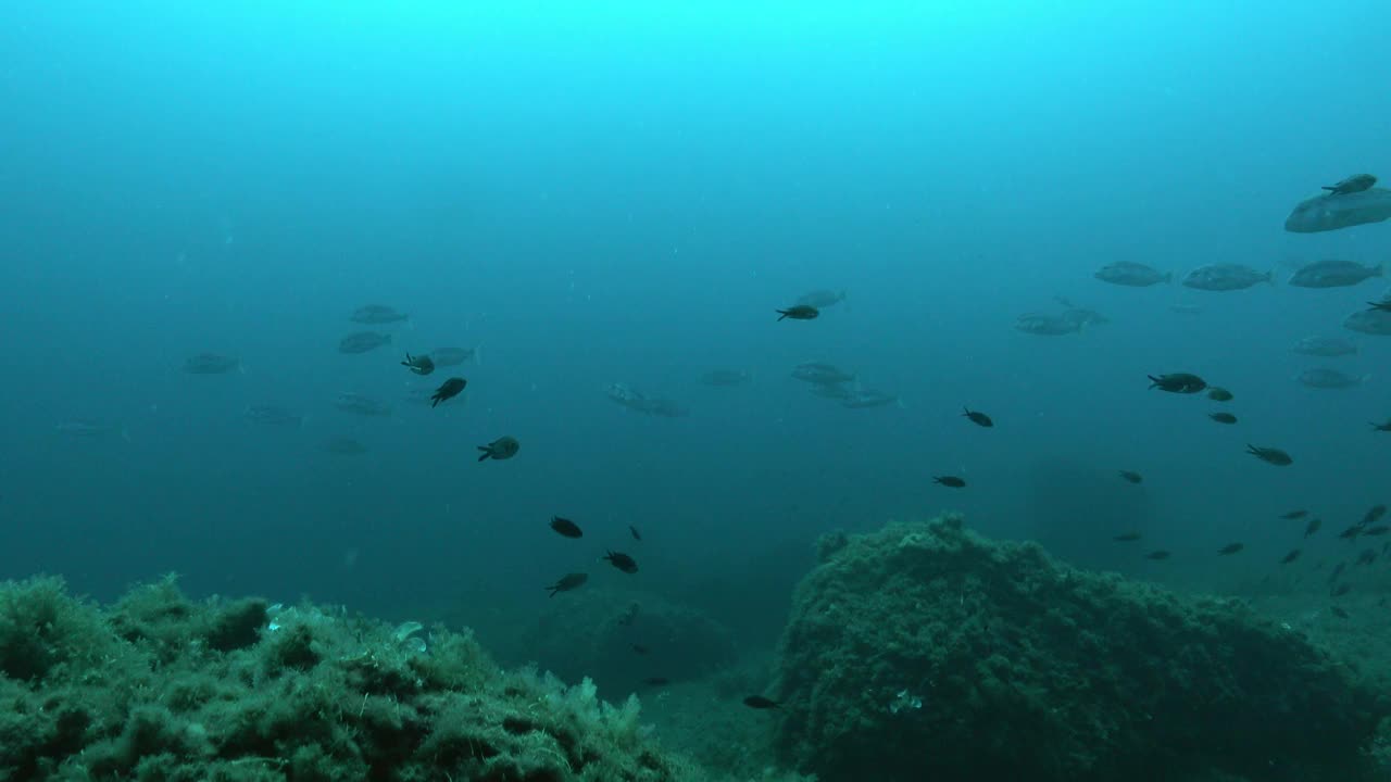 长牙鱼在浑浊的海水中浅滩视频下载