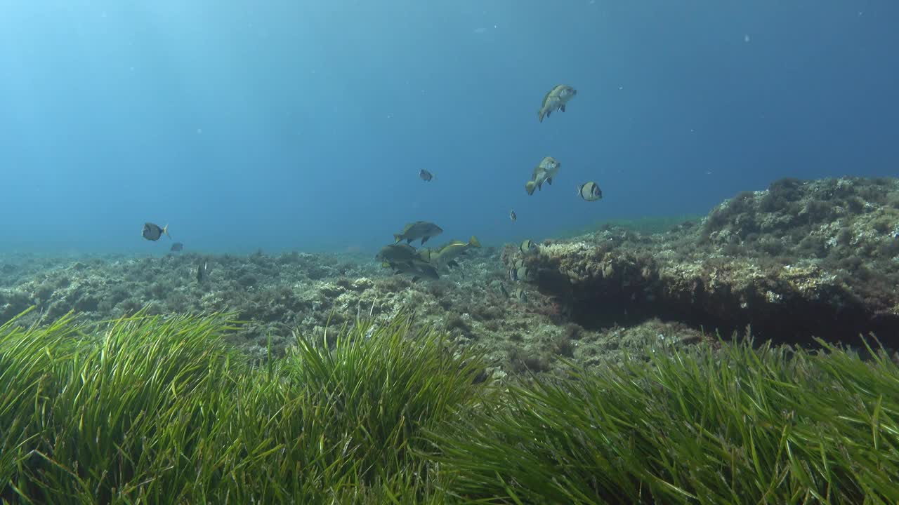 水下景观-地中海暗礁视频下载