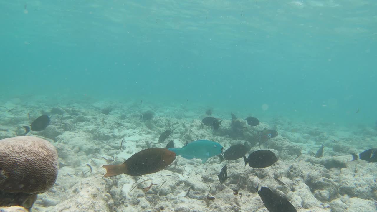 一群鹦嘴鱼在海底吃东西视频下载