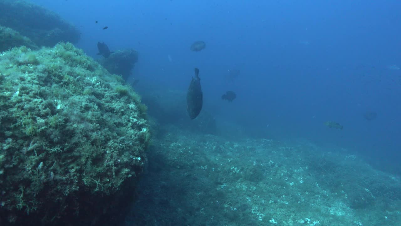 在蓝色海水中游泳的石斑鱼-海洋生物视频下载