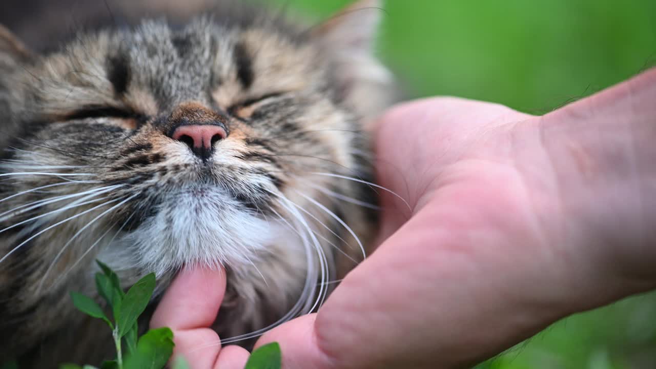 在一个温暖的夏日，一个男人轻轻地抚摸着一只快乐的猫的下巴视频素材