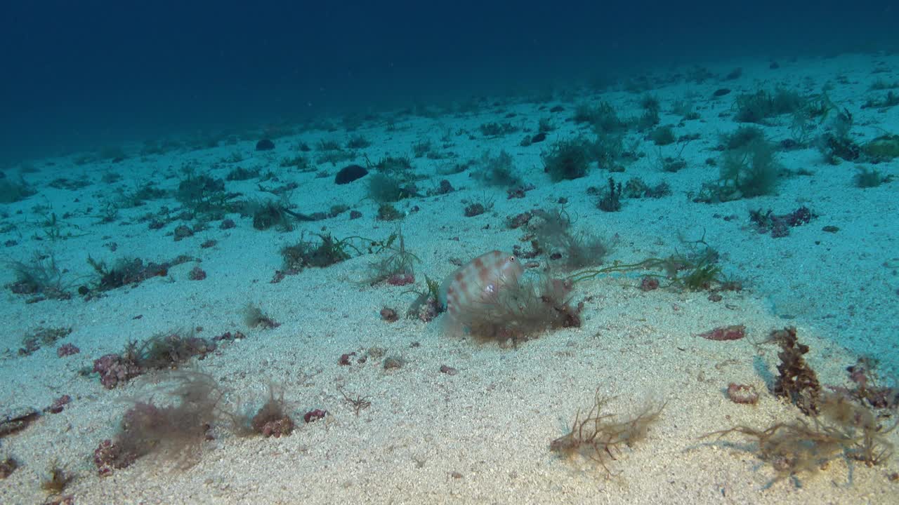 水下生物——珍珠剃刀鱼把自己埋在海底的沙子里视频下载