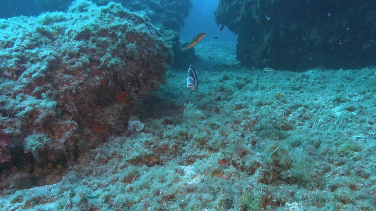 在蓝色海水中游泳的帝王鲷——地中海的海洋生物视频下载