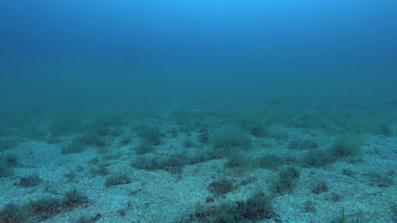 深海——海底的磷虾视频下载