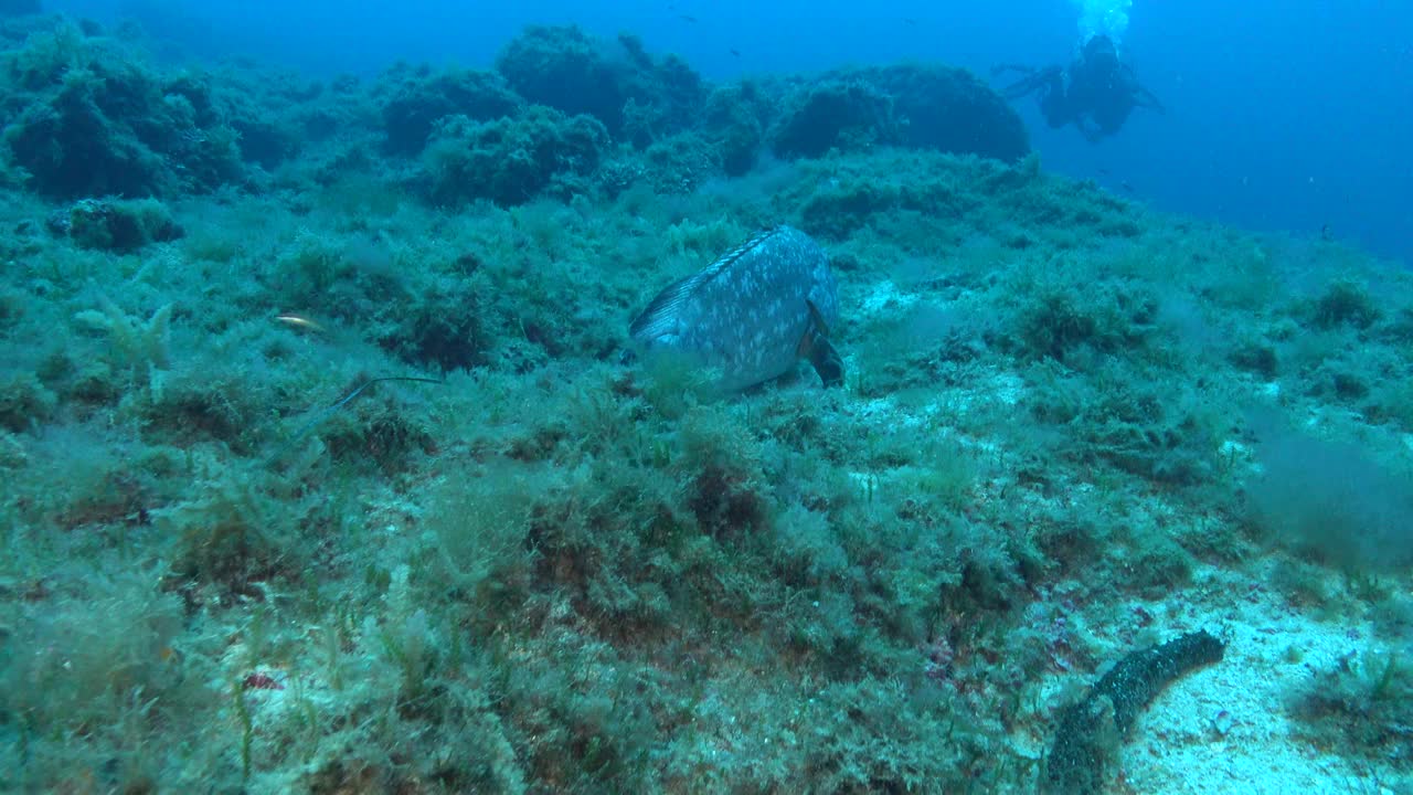 大石斑鱼在深蓝色的海水中游泳视频下载