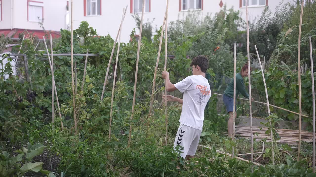 母子俩在后院收获秋天新鲜的四季豆。视频素材